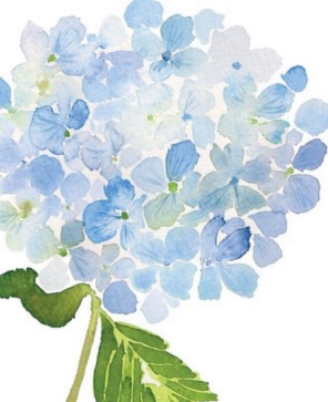 Watercolor hydrangea motif